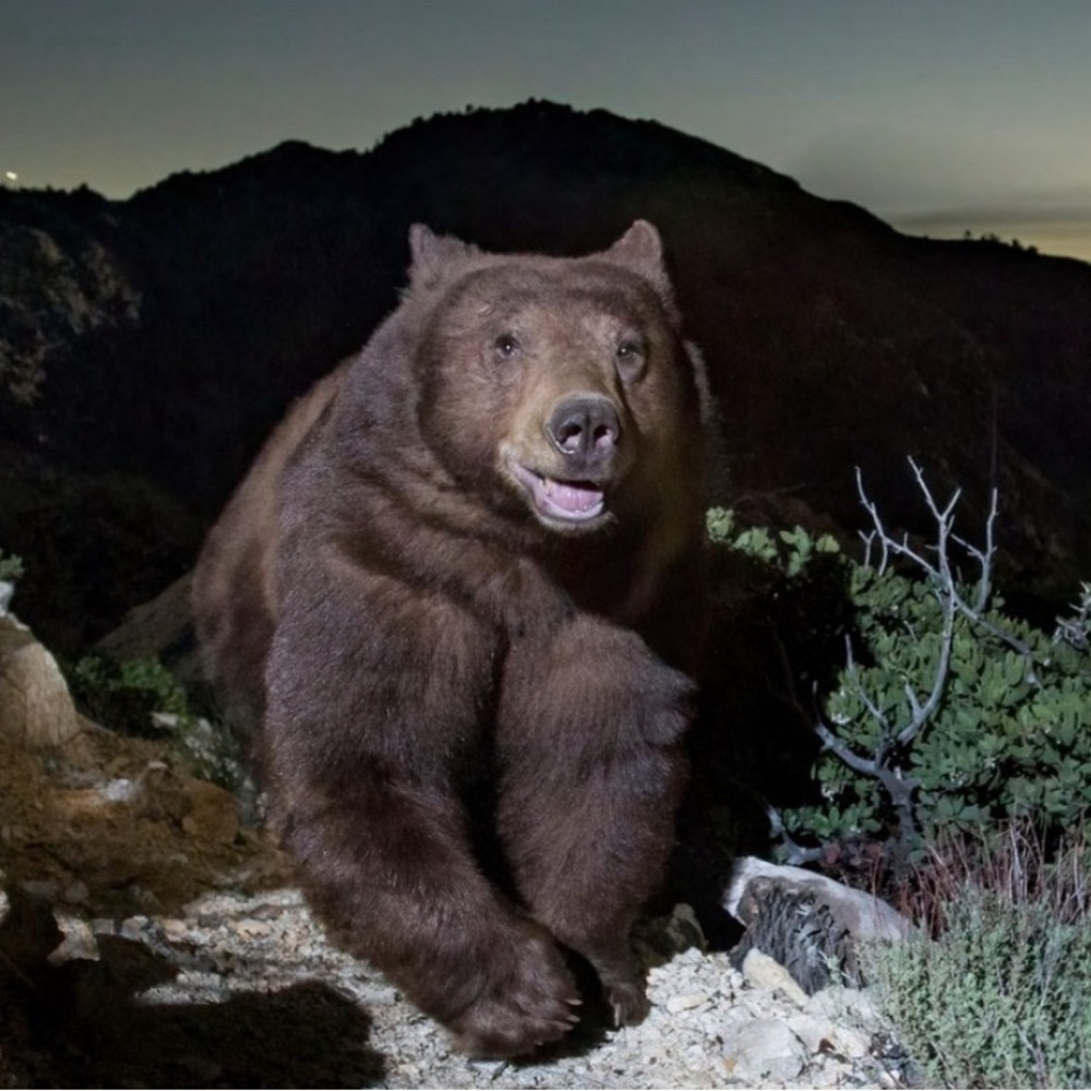 Meet your Posher, revered arely